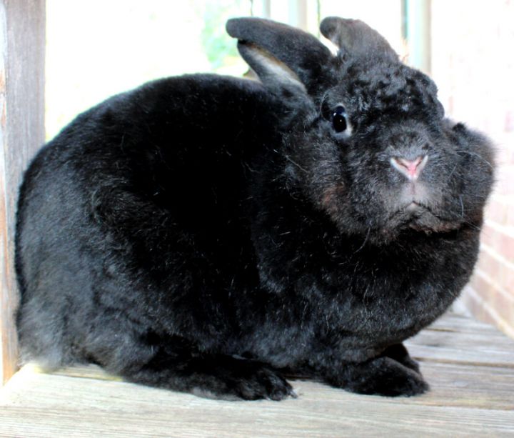 Shadow, an adopted Mini Rex & Lionhead Mix in Columbia, MD_image-4