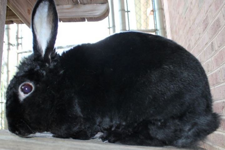 Shadow, an adopted Mini Rex & Lionhead Mix in Columbia, MD_image-5
