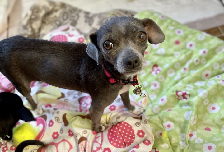 Judy Garland, an adopted Chihuahua & Dachshund Mix in Van Nuys, CA_image-1