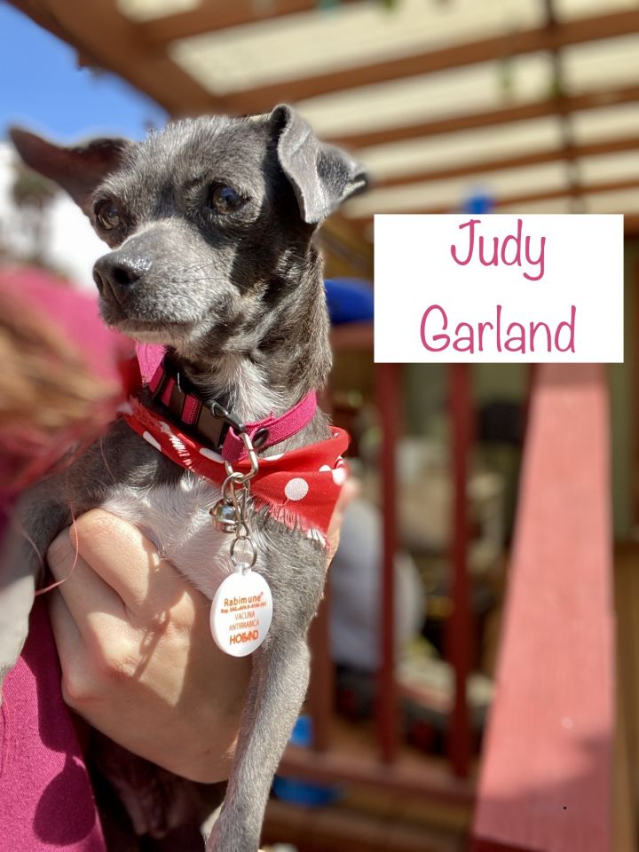 Judy Garland, an adopted Chihuahua & Dachshund Mix in Van Nuys, CA_image-3