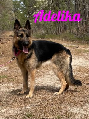Dog for adoption - Adelika, a German Shepherd Dog in Old Westbury, NY |  Petfinder