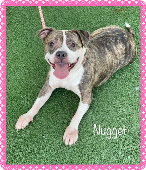 NUGGETT (see MEATLOAF and MUFFFIN), an adopted Staffordshire Bull Terrier in Marietta, GA_image-4