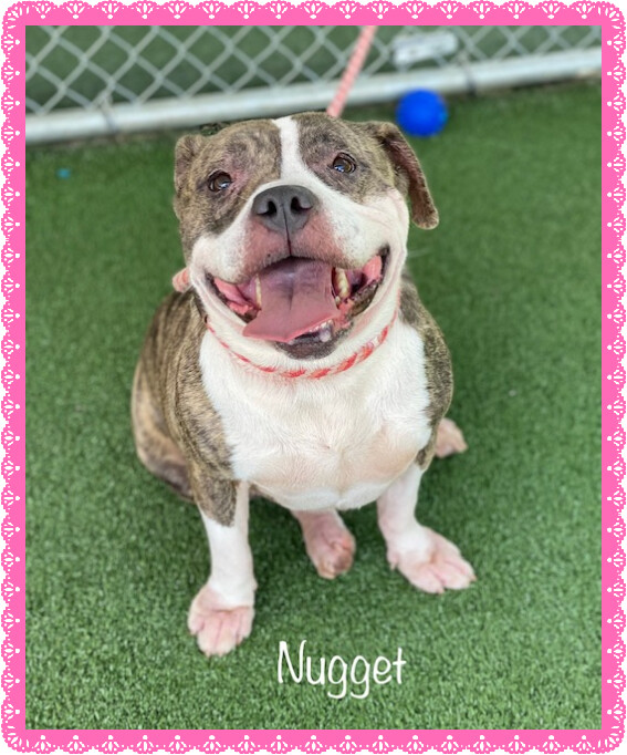 NUGGETT (see MEATLOAF and MUFFFIN), an adopted Staffordshire Bull Terrier in Marietta, GA_image-5