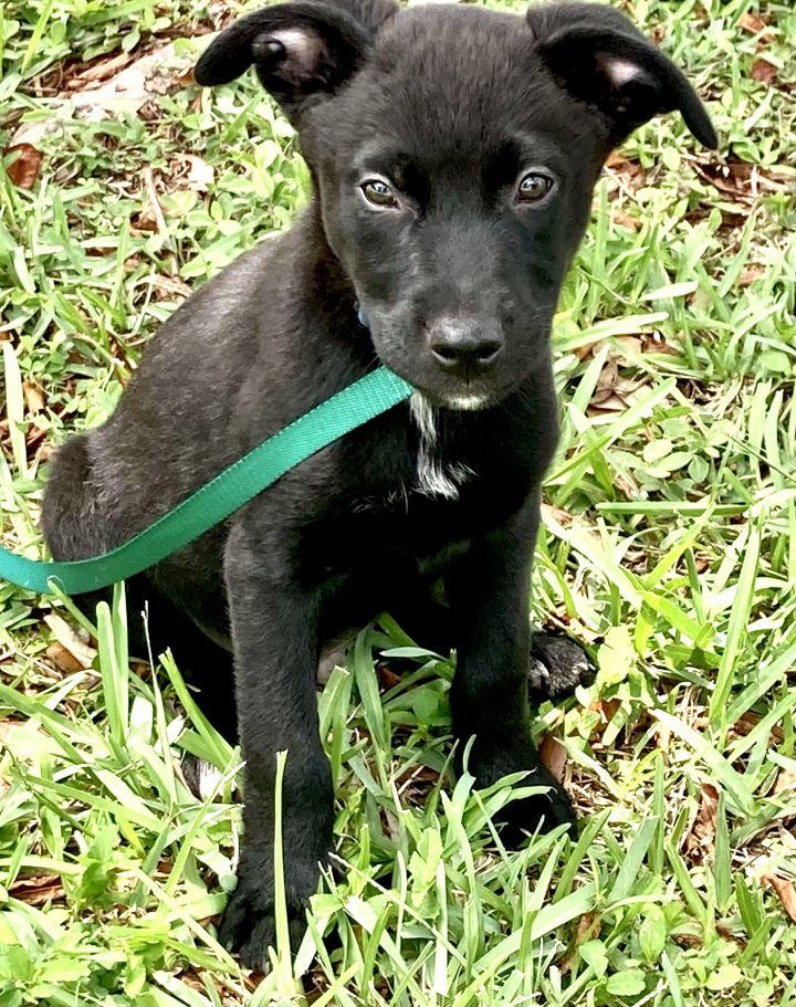 Dog For Adoption Ferb A Labrador Retriever Terrier Mix In Londonderry Nh Petfinder