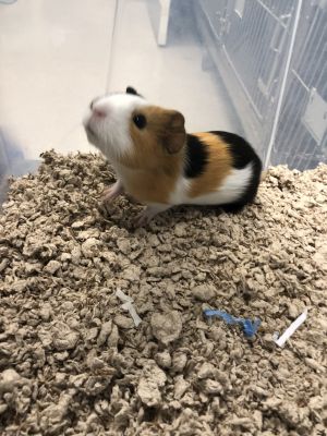 Ladder- Male Guinea Pig