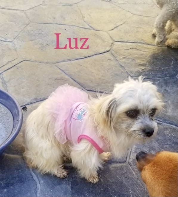 Luz, an adopted Havanese & Terrier Mix in Van Nuys, CA_image-5