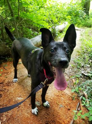 Lacey, Adult Female Labrador Retriever