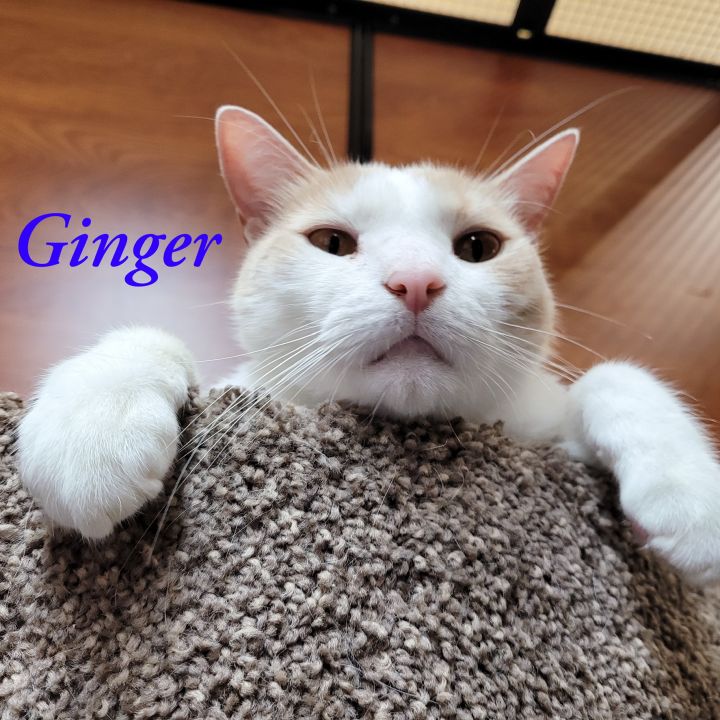 Ginger 4