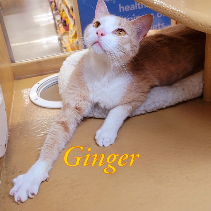 Ginger 5