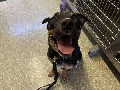 I1352415, an adoptable Pit Bull Terrier in Pomona, CA, 91766 | Photo Image 1