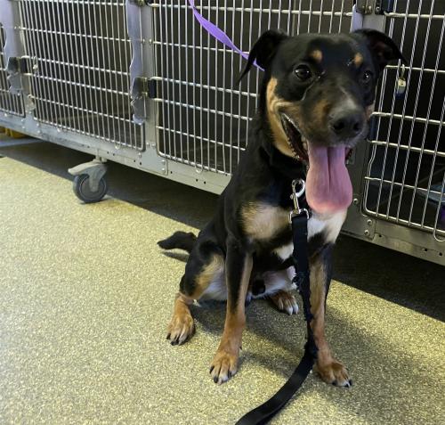 I1352415, an adoptable Pit Bull Terrier in Pomona, CA, 91766 | Photo Image 2