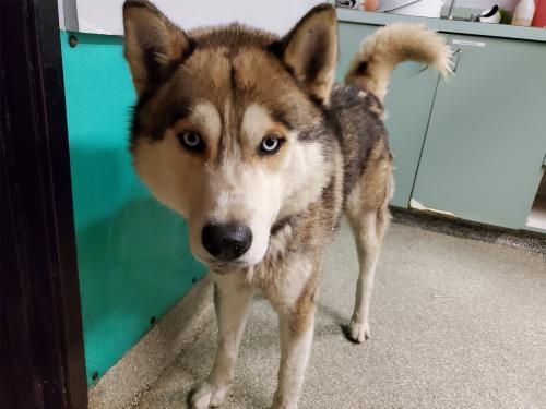 I1352463, an adoptable Husky in Pomona, CA, 91766 | Photo Image 1