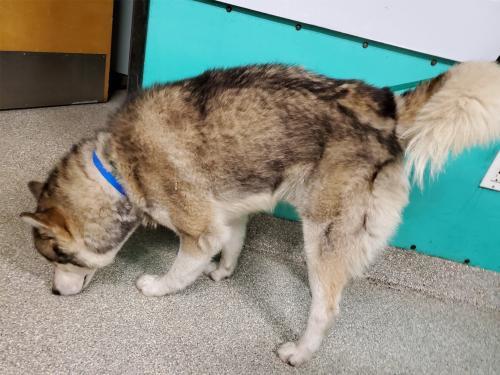 I1352463, an adoptable Husky in Pomona, CA, 91766 | Photo Image 2