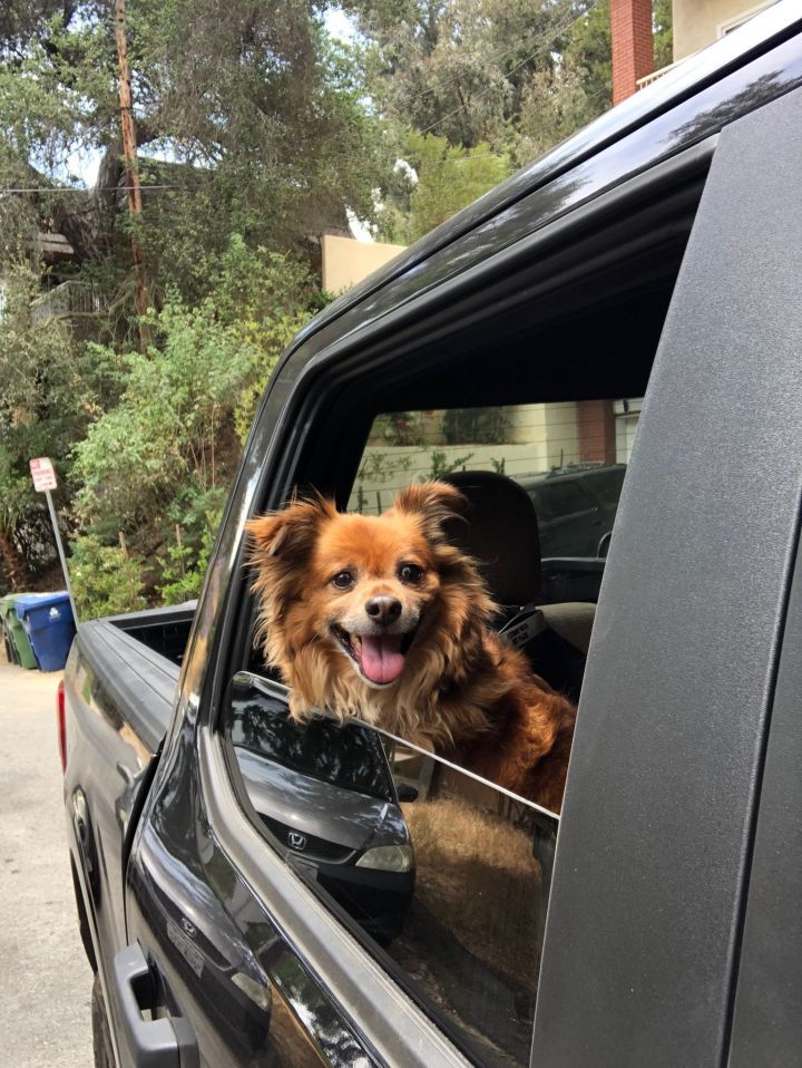 Rocky, an adopted Pomeranian & Spaniel Mix in Los Angeles, CA_image-1