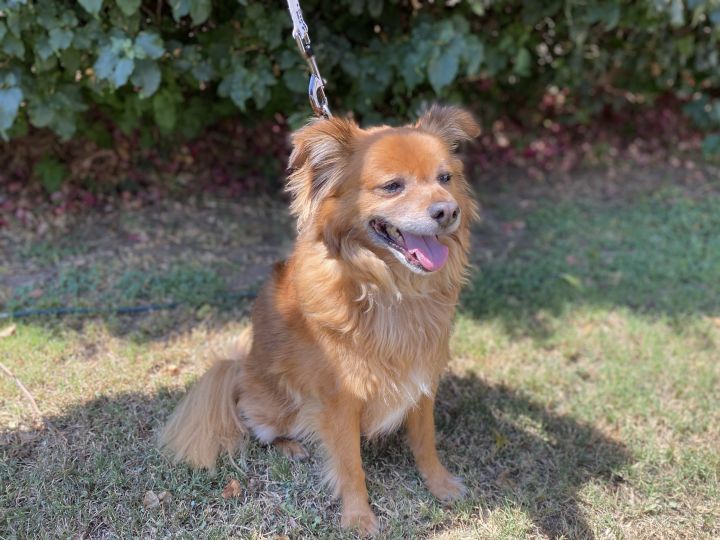 Rocky, an adopted Pomeranian & Spaniel Mix in Los Angeles, CA_image-3
