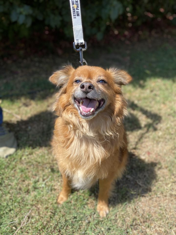 Rocky, an adopted Pomeranian & Spaniel Mix in Los Angeles, CA_image-4
