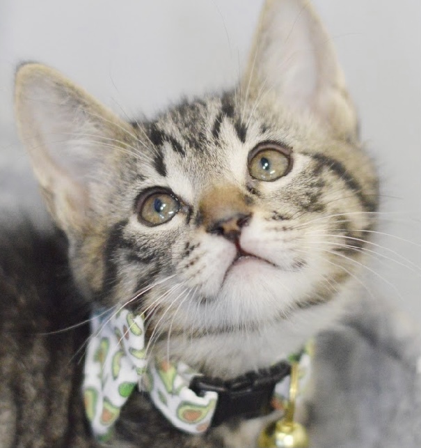 Reese, an adopted Tabby & Domestic Short Hair Mix in North Babylon, NY_image-1
