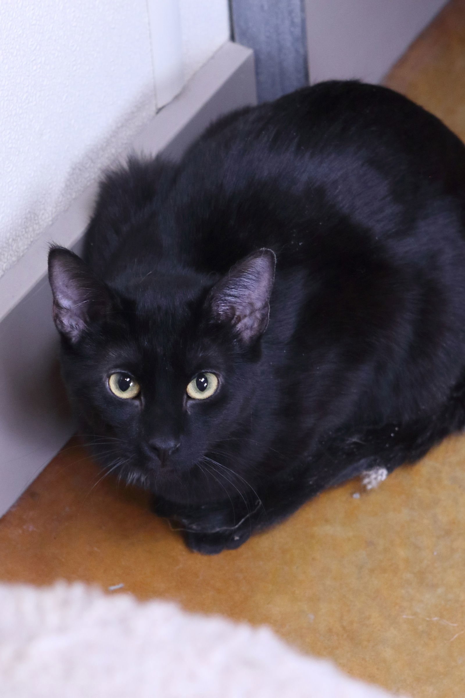 Max, an adoptable Domestic Short Hair in Austin, MN, 55912 | Photo Image 1