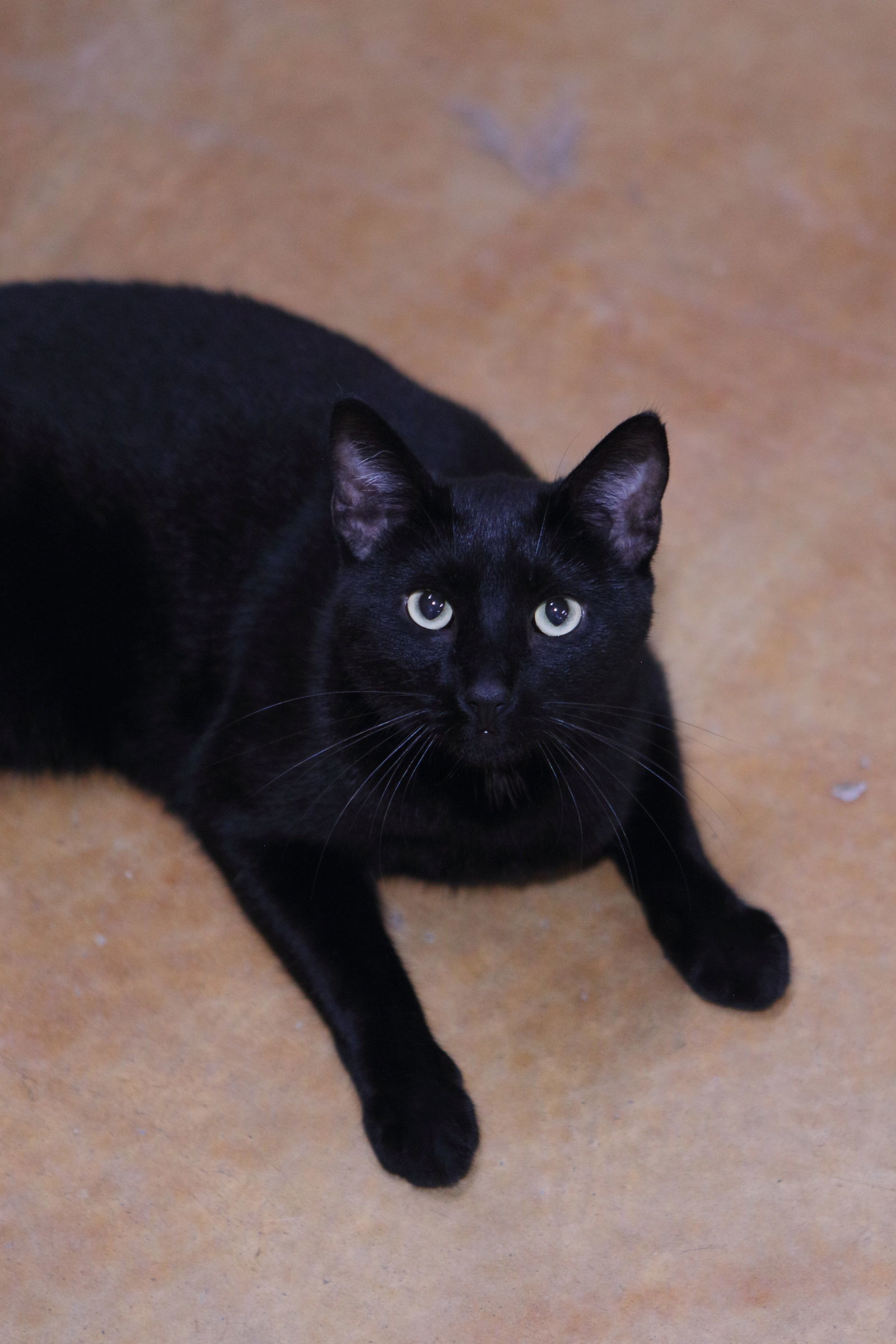 Max, an adoptable Domestic Short Hair in Austin, MN, 55912 | Photo Image 2