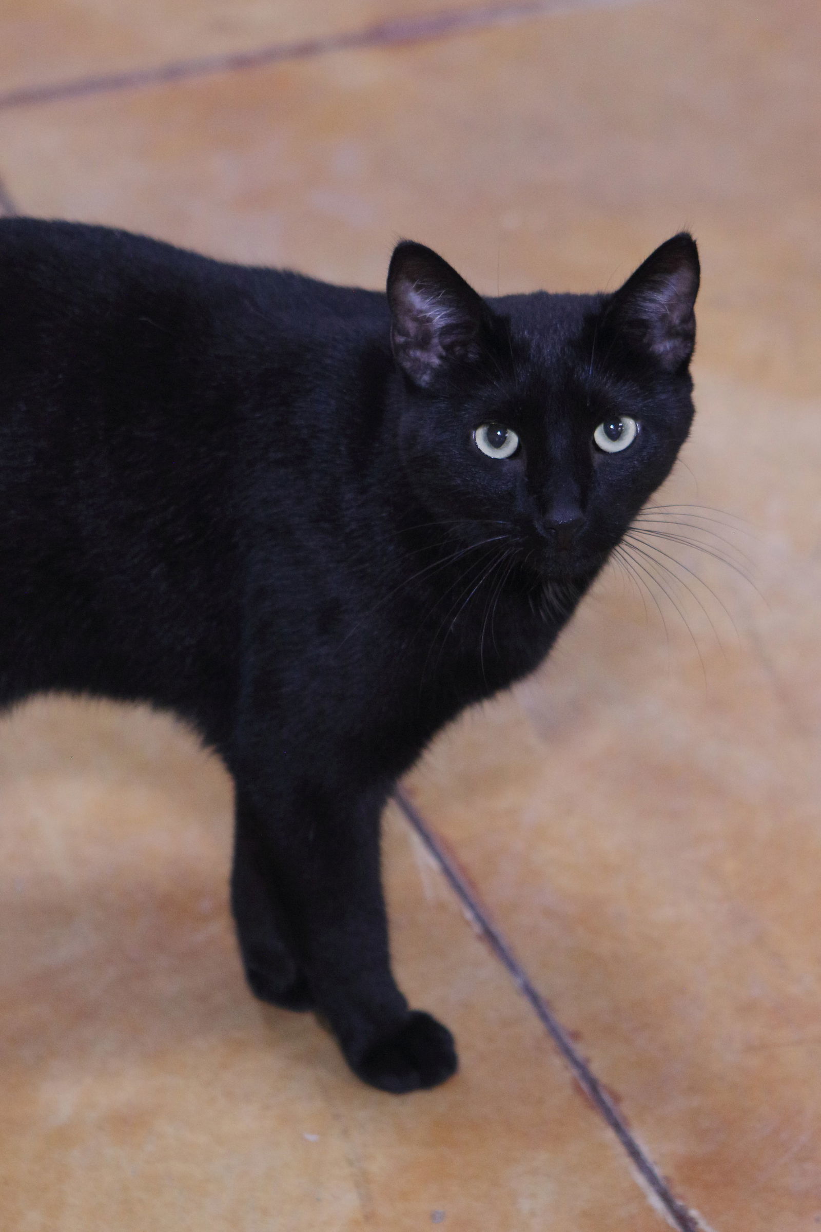 Max, an adoptable Domestic Short Hair in Austin, MN, 55912 | Photo Image 3