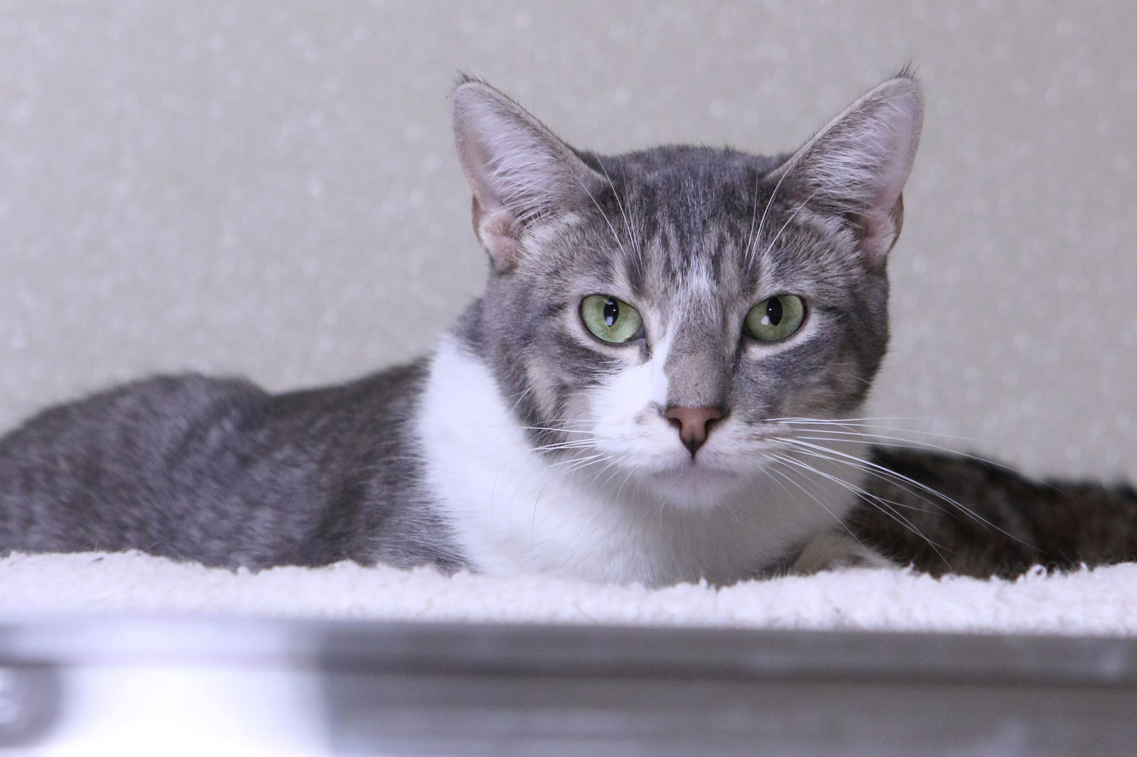 Gabe, an adoptable Domestic Short Hair in Austin, MN, 55912 | Photo Image 1