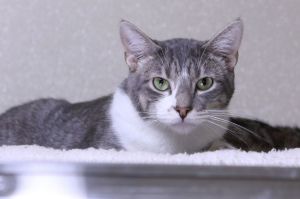 Gabe, Young Male Domestic Short Hair