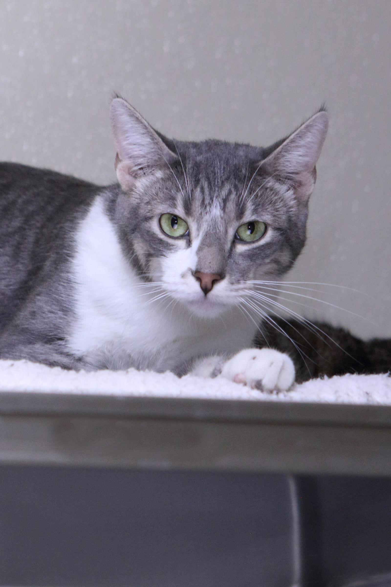 Gabe, an adoptable Domestic Short Hair in Austin, MN, 55912 | Photo Image 2