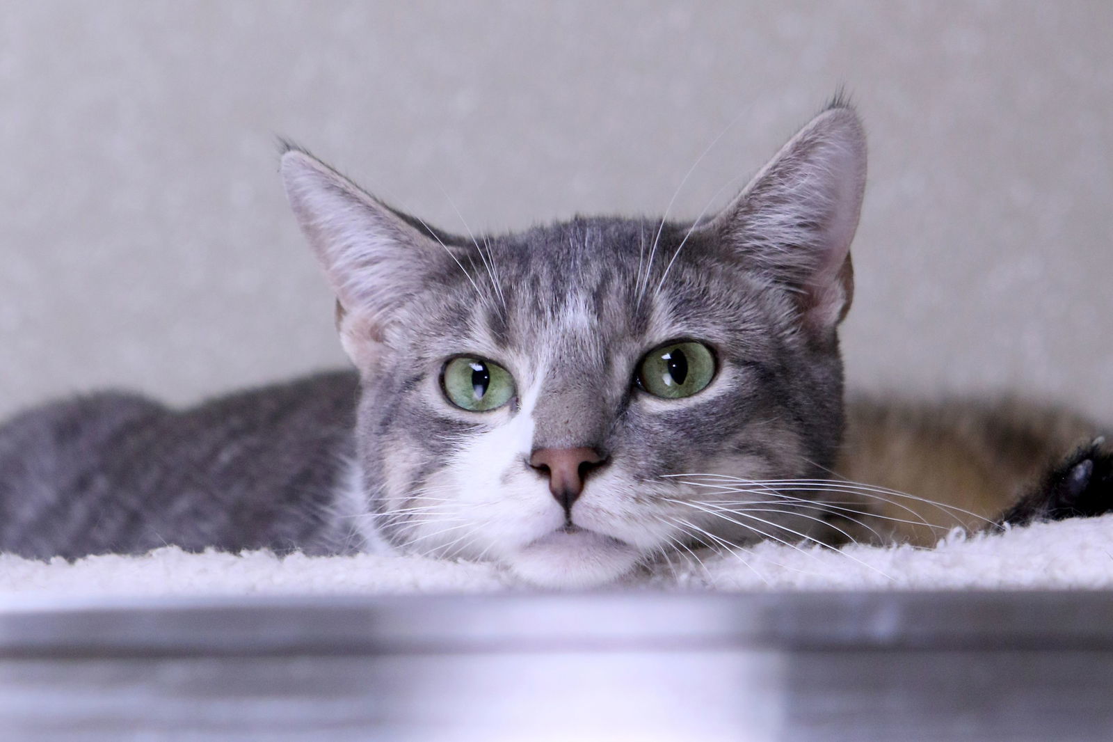 Gabe, an adoptable Domestic Short Hair in Austin, MN, 55912 | Photo Image 3