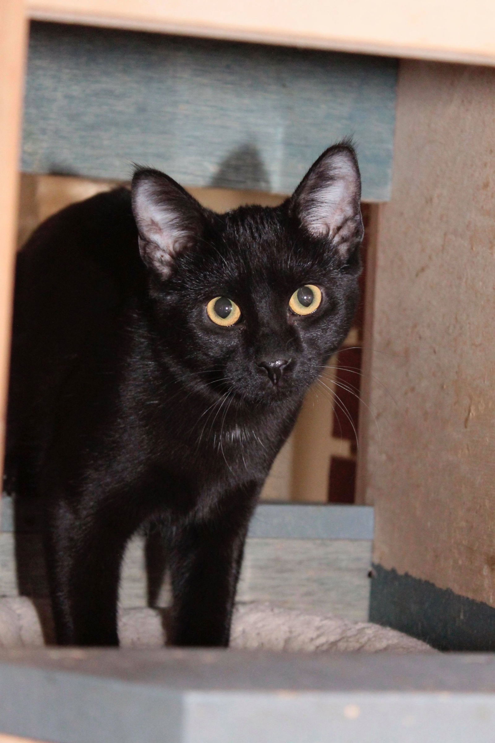 Ed, an adoptable Domestic Short Hair in Austin, MN, 55912 | Photo Image 1