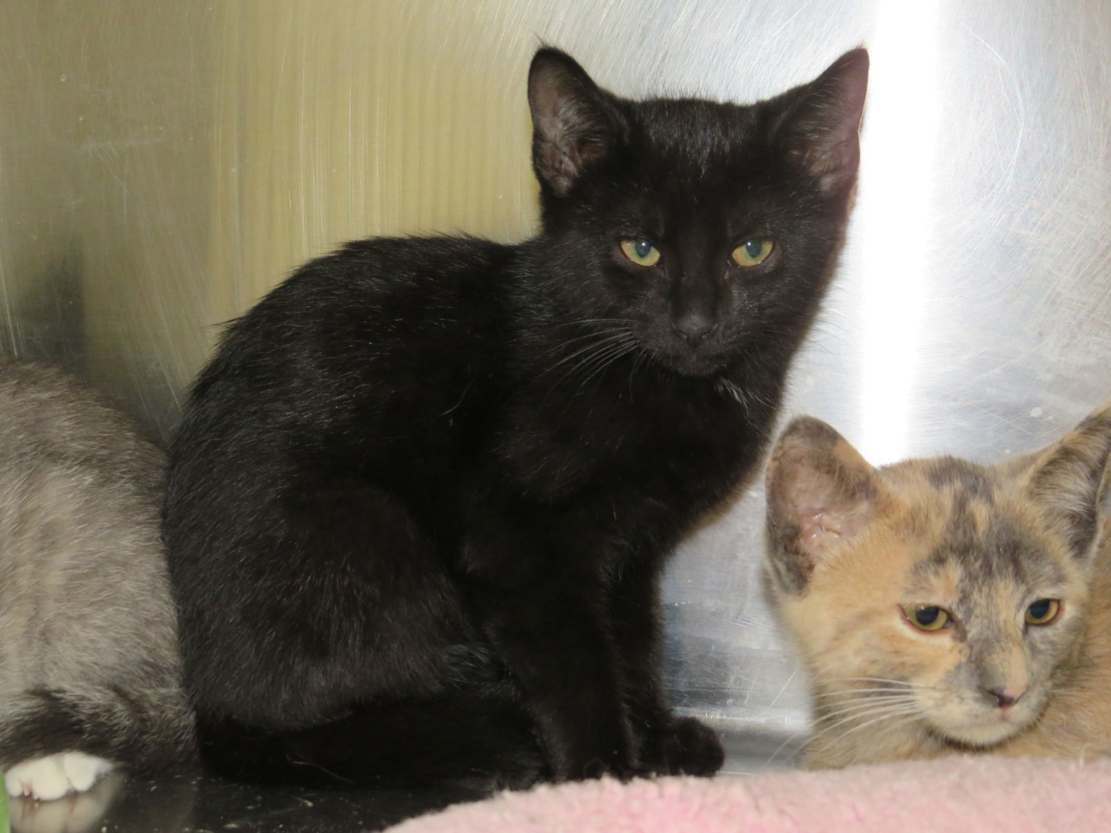 Ed, an adoptable Domestic Short Hair in Austin, MN, 55912 | Photo Image 3