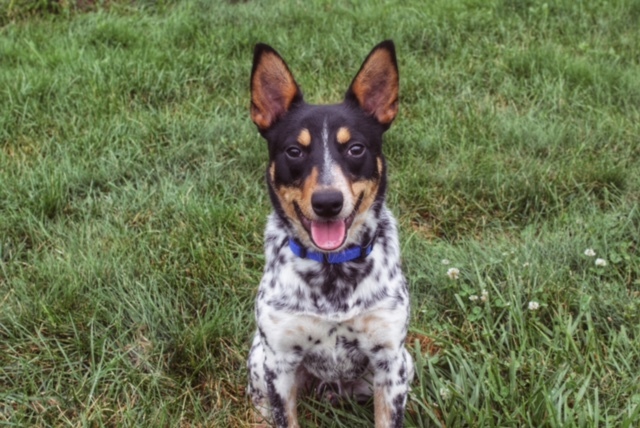 Short Stack, an adopted Australian Cattle Dog / Blue Heeler in Cleveland, OH_image-1