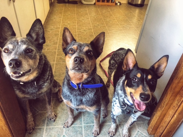 Short Stack, an adopted Australian Cattle Dog / Blue Heeler in Cleveland, OH_image-3