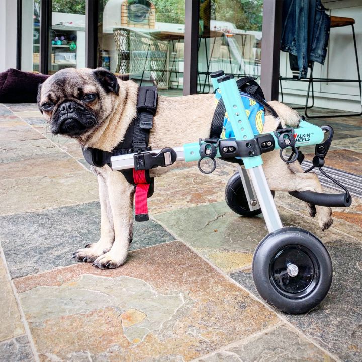 Pierogi *wheelchair pug 2