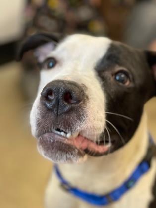 Thanos, an adopted Terrier & Pit Bull Terrier Mix in Cleveland, OH_image-3