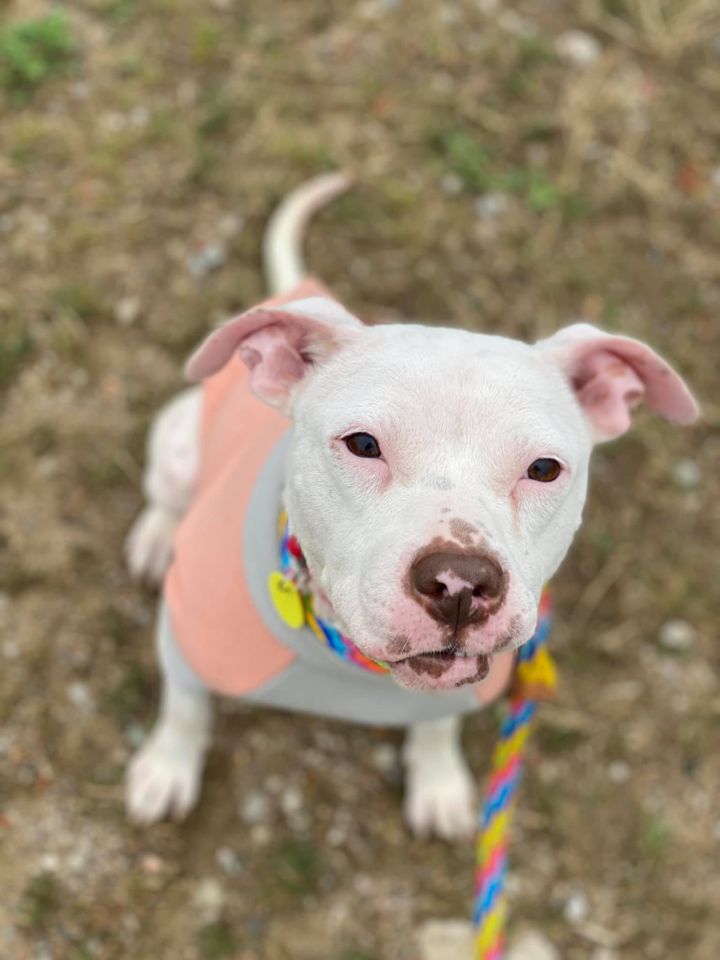 Sushi, an adopted Terrier & Pit Bull Terrier Mix in Cleveland, OH_image-1