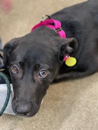 Sephora, an adopted Shepherd & Retriever Mix in Cleveland, OH_image-1