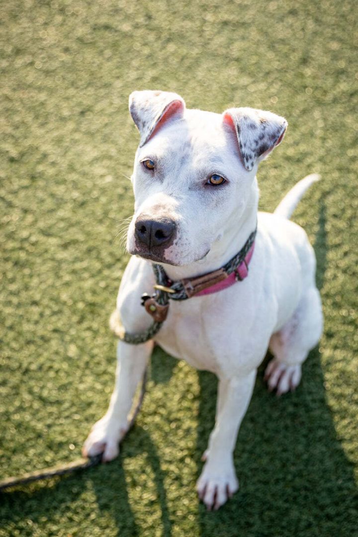 Coco, an adopted Terrier & Pit Bull Terrier Mix in Cleveland, OH_image-5