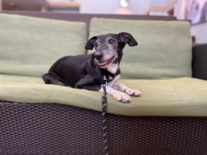 Betsy, an adopted Terrier & Whippet Mix in Chicago, IL_image-1
