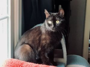 Sabrina (FIV+)