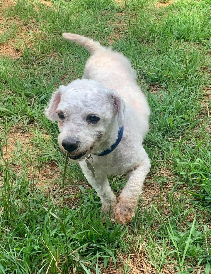 Goose, an adopted Poodle & Bichon Frise Mix in Charlotte, NC_image-5