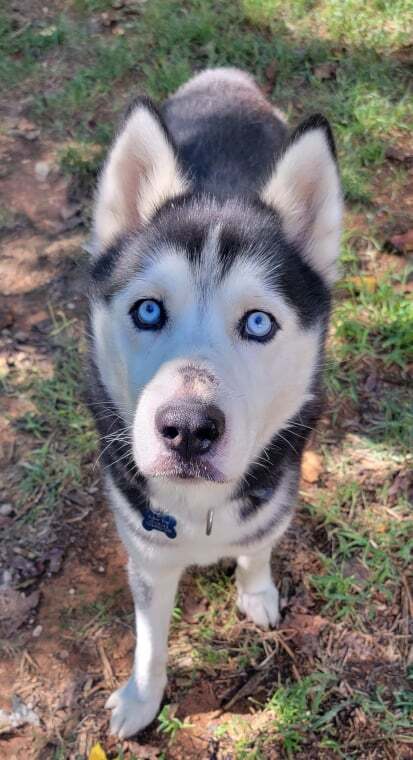Dog For Adoption Johnny A Siberian Husky In Charlotte Nc Petfinder
