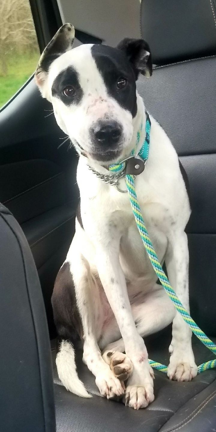 Dalmatian pointer sale mix temperament