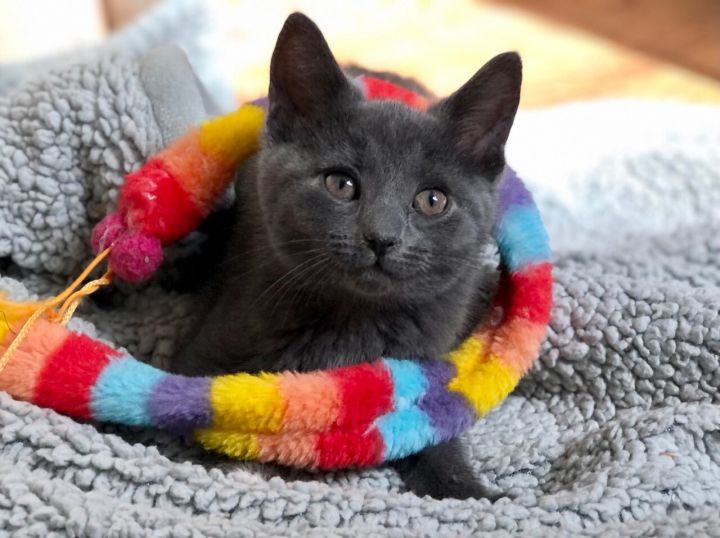 Binx , an adopted Domestic Short Hair & Russian Blue Mix in Rochester Hills, MI_image-1