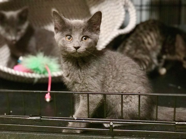 Binx , an adopted Domestic Short Hair & Russian Blue Mix in Rochester Hills, MI_image-4