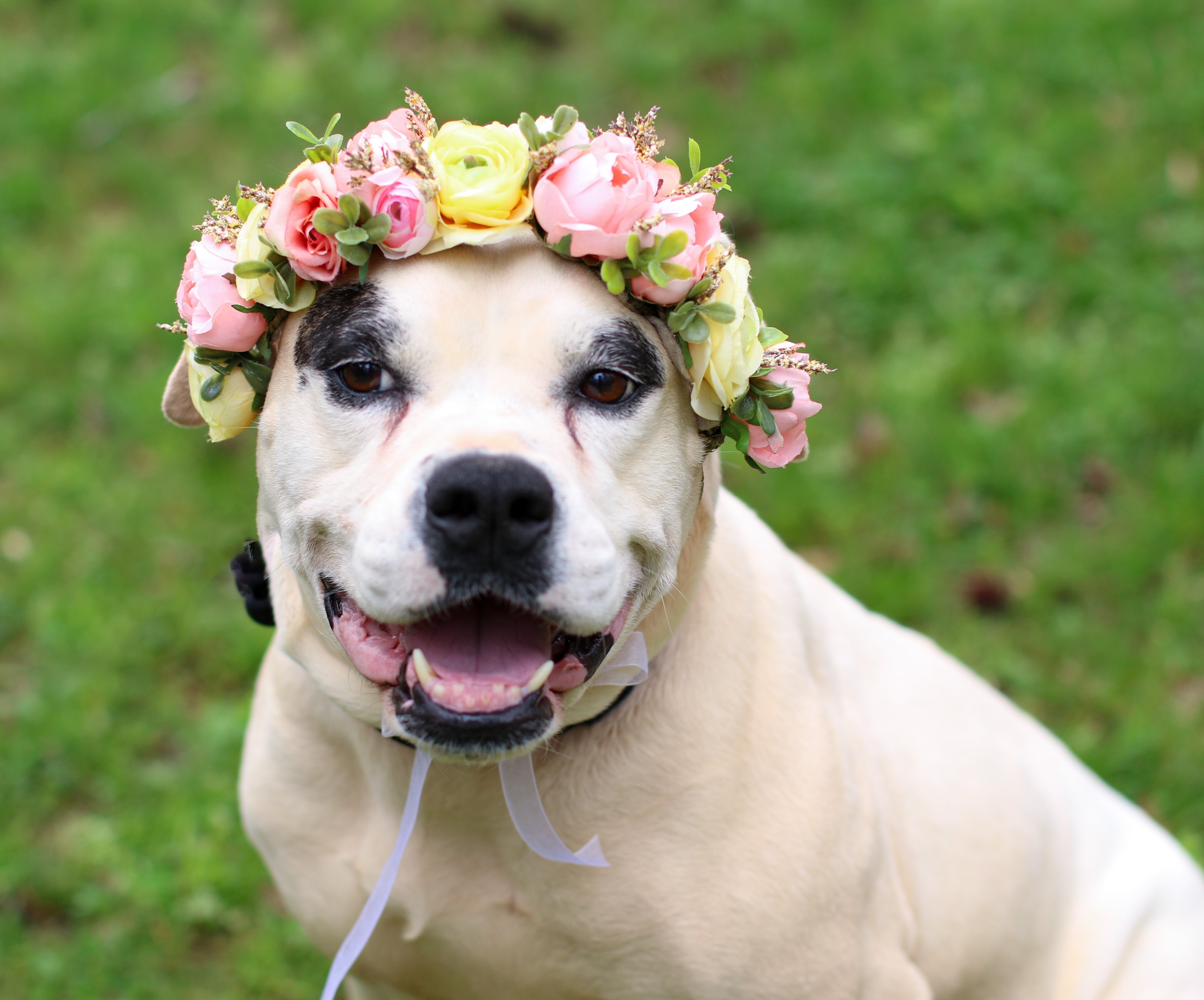 Freeda, an adoptable American Bulldog in Charlotte, NC, 28215 | Photo Image 2