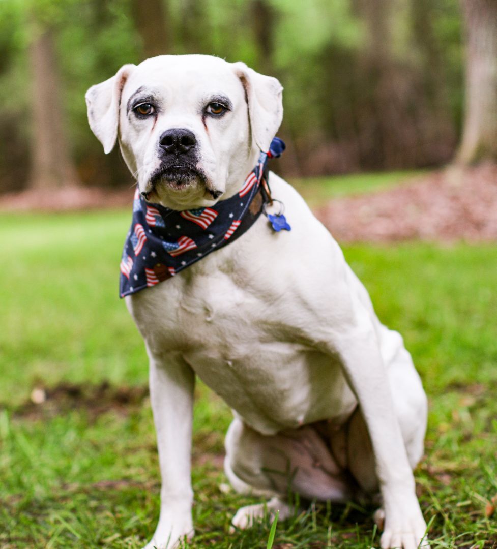 Freeda, an adoptable American Bulldog in Charlotte, NC, 28215 | Photo Image 1
