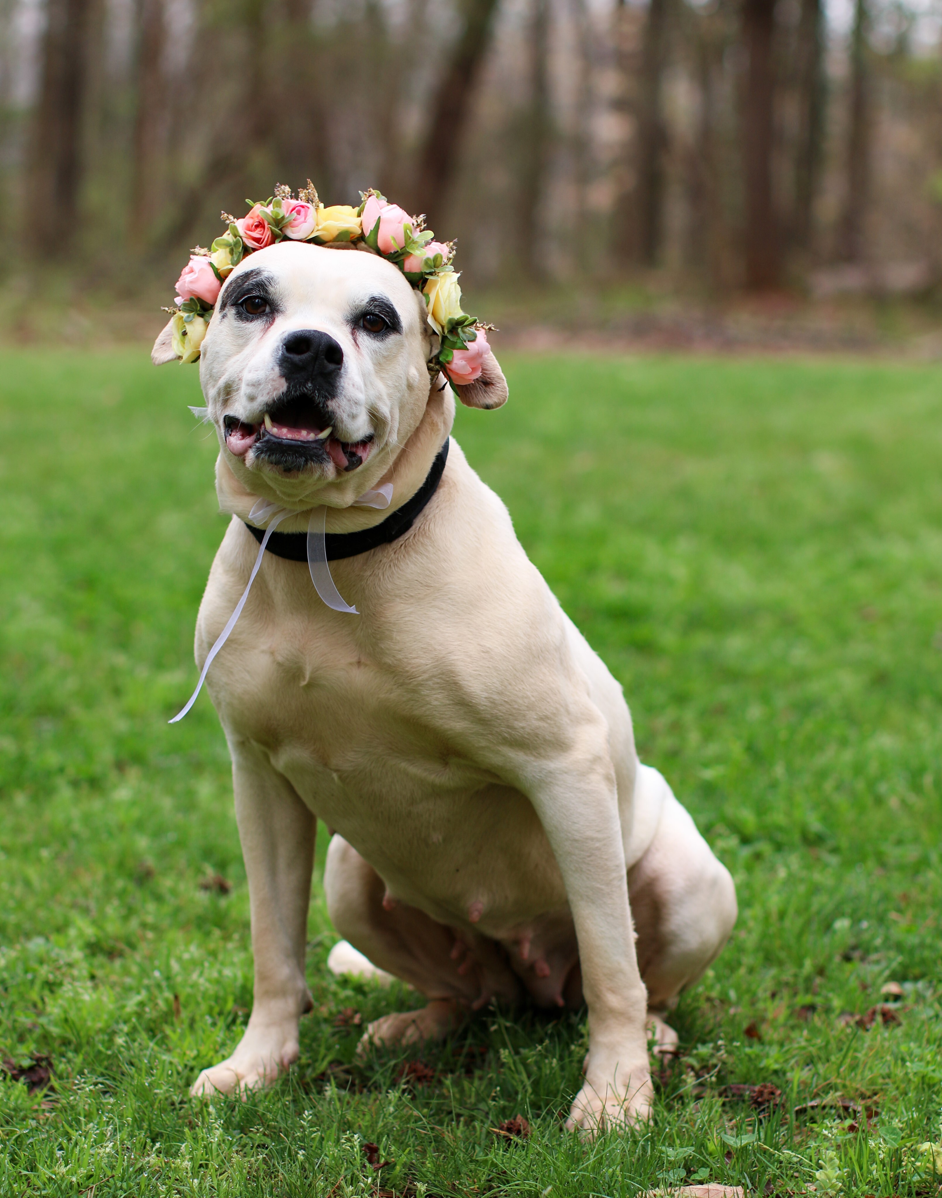 Freeda, an adoptable American Bulldog in Charlotte, NC, 28215 | Photo Image 3