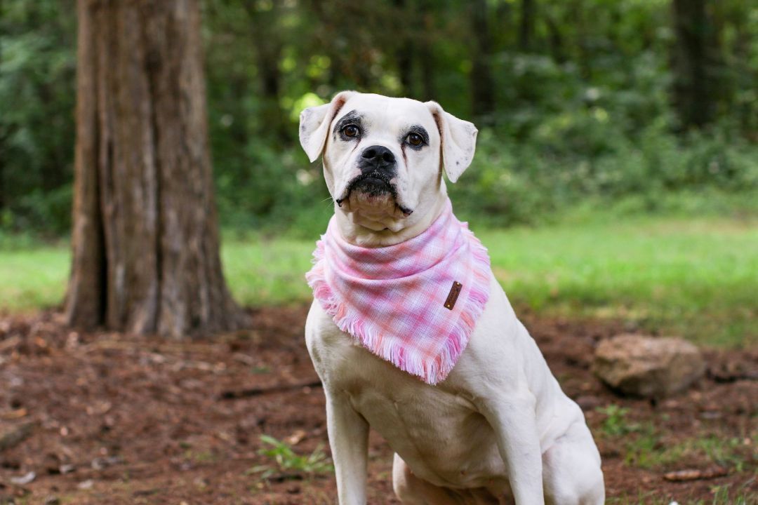 Freeda, an adoptable American Bulldog in Charlotte, NC, 28215 | Photo Image 4