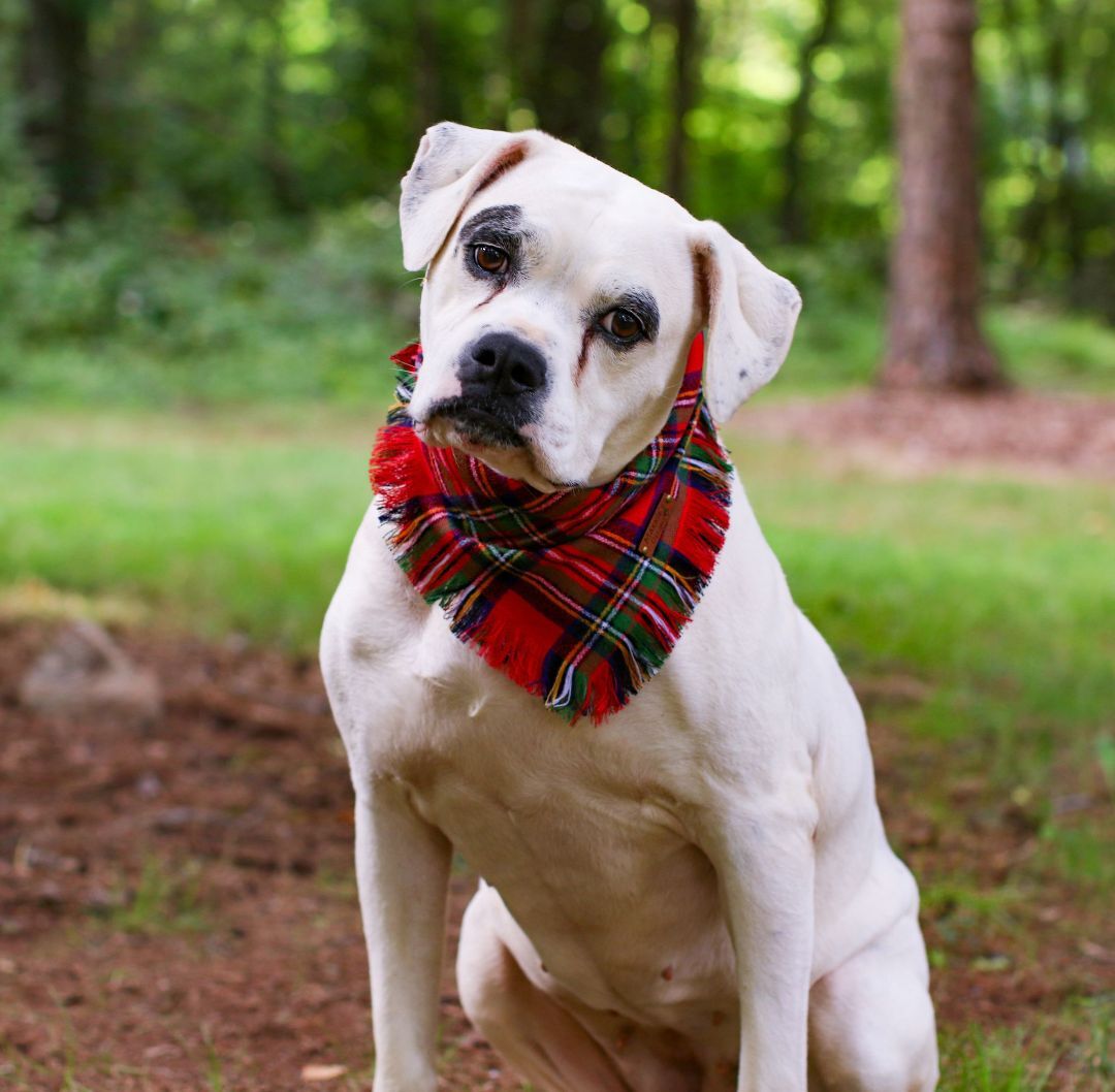 Freeda, an adoptable American Bulldog in Charlotte, NC, 28215 | Photo Image 5