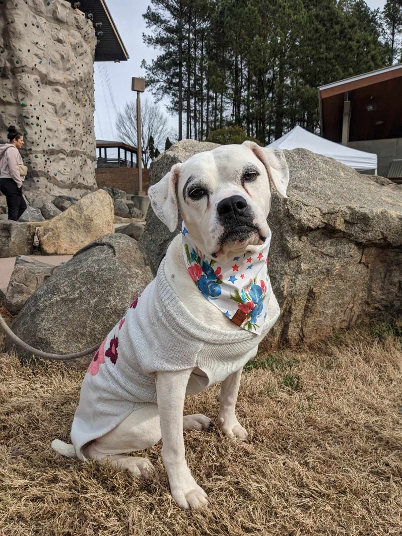 Freeda, an adoptable American Bulldog in Charlotte, NC, 28215 | Photo Image 6
